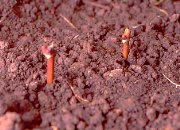 January- Make your own grape vines for free, take cuttings now.